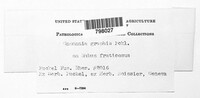 Gnomonia graphis image